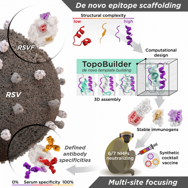 Rational Vaccine Design LPDI EPFL