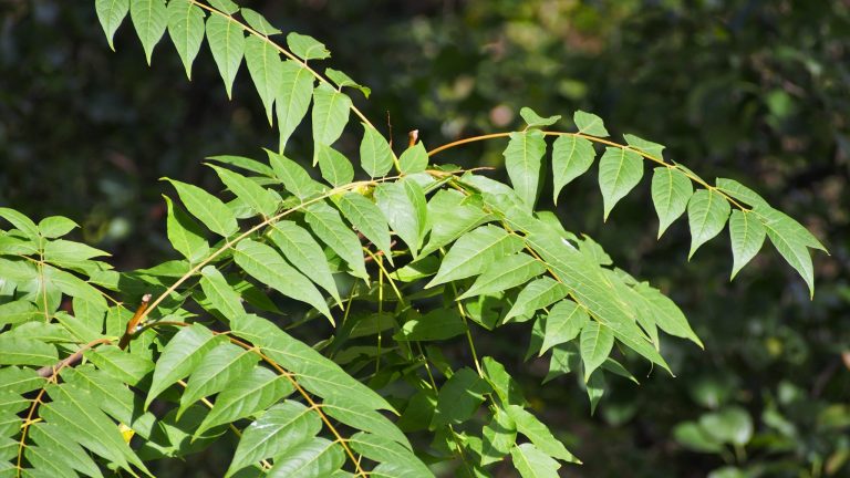 Ailanthus Altissima Bożodrzew Gruczołkowaty 2021 10 02 05 (Wikimedia Commons)