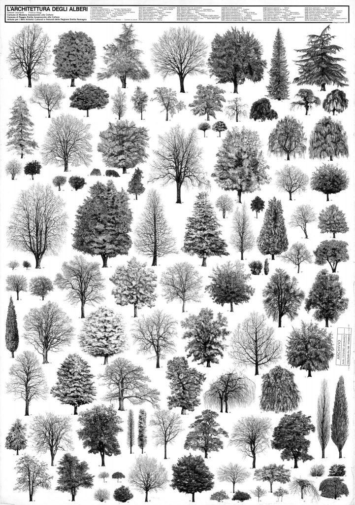 Planche représentant différentes espèces d'arbre en noir et blanc