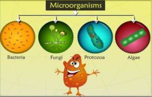 Microbiology of the Built Environment ‒ HOBEL ‐ EPFL