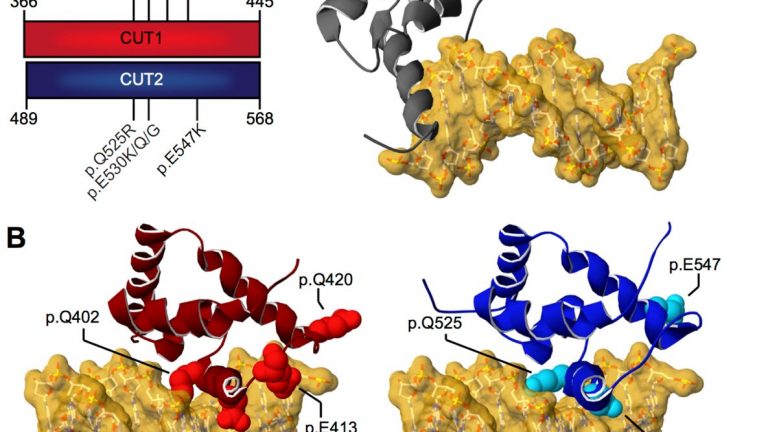 Protein Structure Analysis ‒ Ptbicc ‐ EPFL