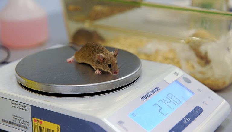 what-kind-of-research-with-animals-research-epfl